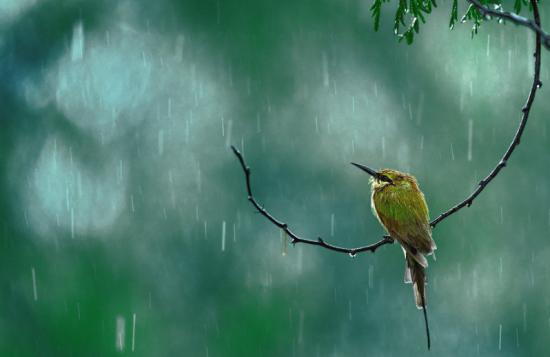 【Rain】雨の動物画像を貼っていく_9223372036854775807