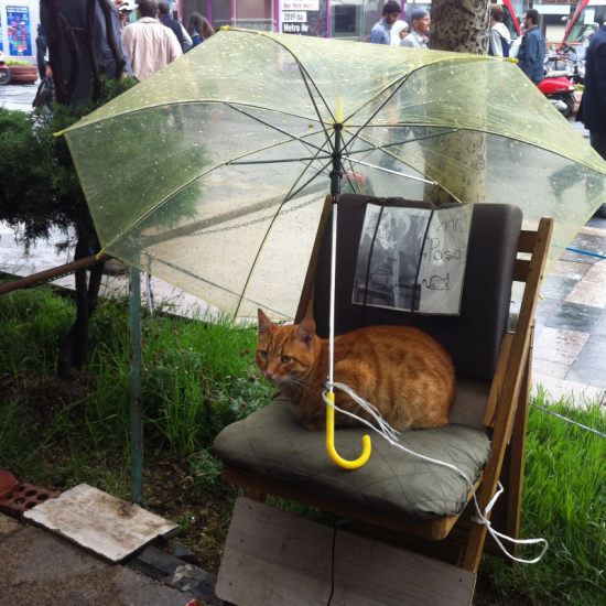 【Rain】雨の動物画像を貼っていく_1.844674407371E+19