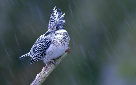【Rain】雨の動物画像を貼っていく_9.671406556917E+24