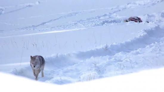 【画像】雪と動物の風景を置いていきます_562949953421311