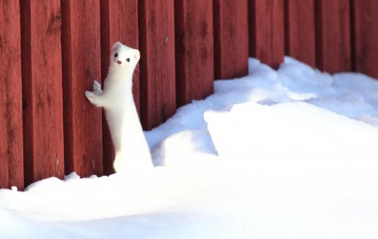 【画像】雪と動物の風景を置いていきます_18014398509481983