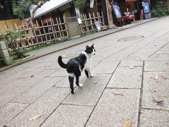 江ノ島行ってきたから猫とか神社とか適当にはってく_34359738367