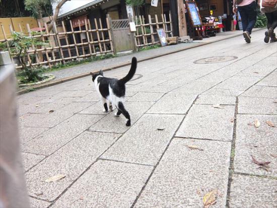 江ノ島行ってきたから猫とか神社とか適当にはってく_68719476735