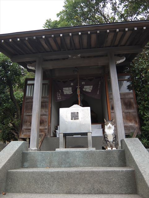 江ノ島行ってきたから猫とか神社とか適当にはってく_1.9342813113834E+25