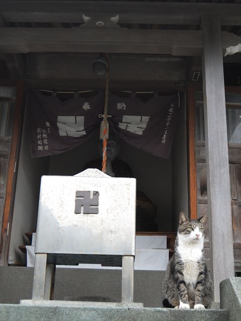 江ノ島行ってきたから猫とか神社とか適当にはってく_3.8685626227668E+25