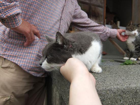 江ノ島行ってきたから猫とか神社とか適当にはってく_1.5474250491067E+26