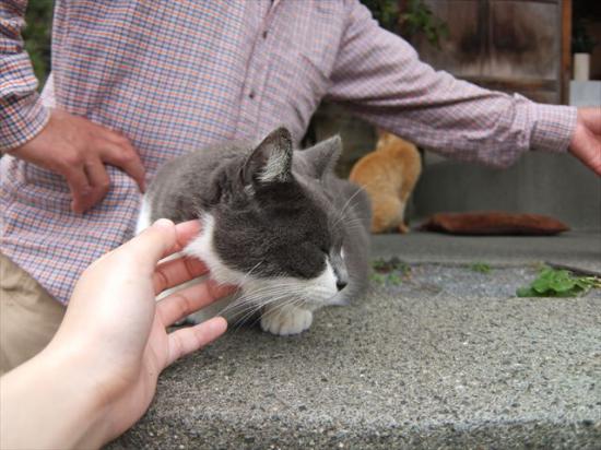 江ノ島行ってきたから猫とか神社とか適当にはってく_3.0948500982135E+26