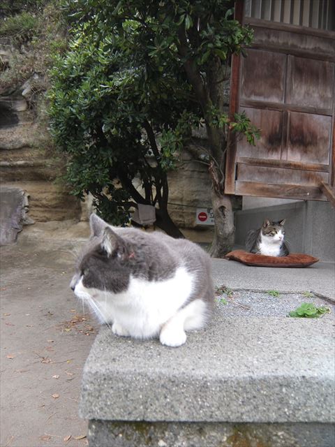 江ノ島行ってきたから猫とか神社とか適当にはってく_2.4758800785708E+27