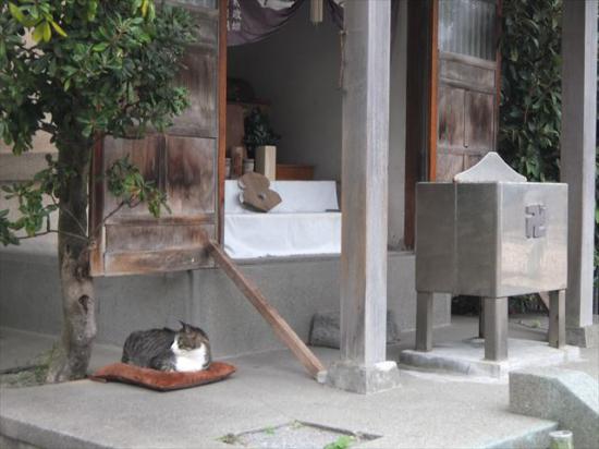 江ノ島行ってきたから猫とか神社とか適当にはってく_1.9807040628566E+28