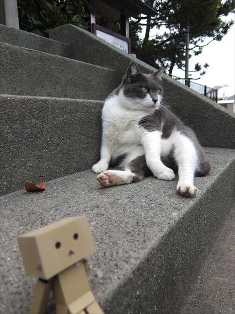 江ノ島行ってきたから猫とか神社とか適当にはってく_3.1691265005706E+29