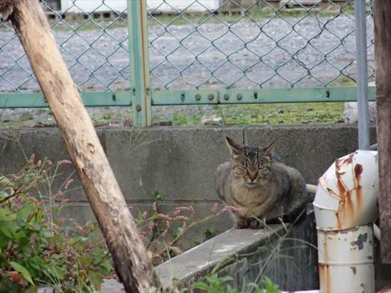 江ノ島行ってきたから猫とか神社とか適当にはってく_1.3292279957849E+36