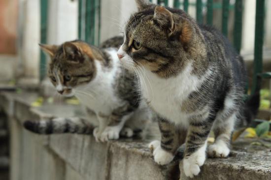 雨季のど真ん中にトルコ行ったら_1.6615349947311E+35