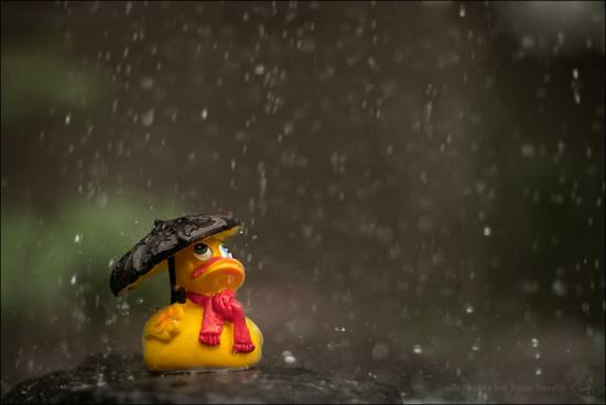 【Rain】雨の動物画像を貼っていく_1