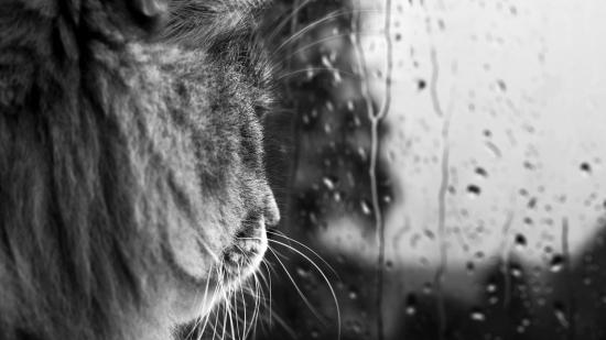 【Rain】雨の動物画像を貼っていく_511
