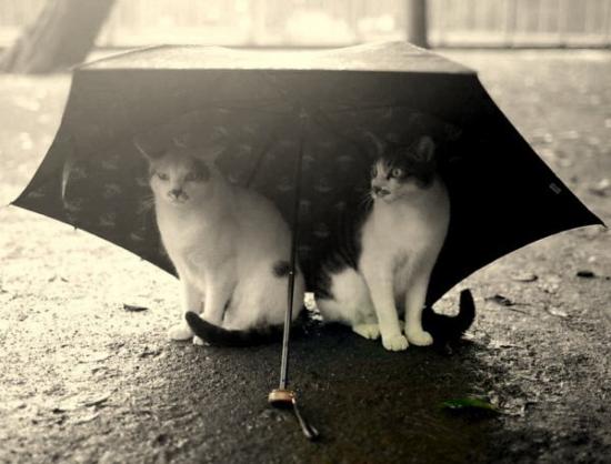 【Rain】雨の動物画像を貼っていく_2047