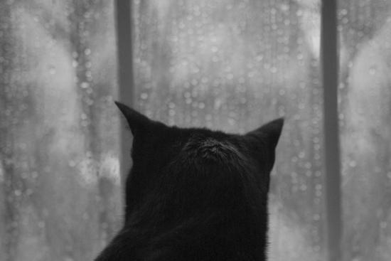 【Rain】雨の動物画像を貼っていく_32767