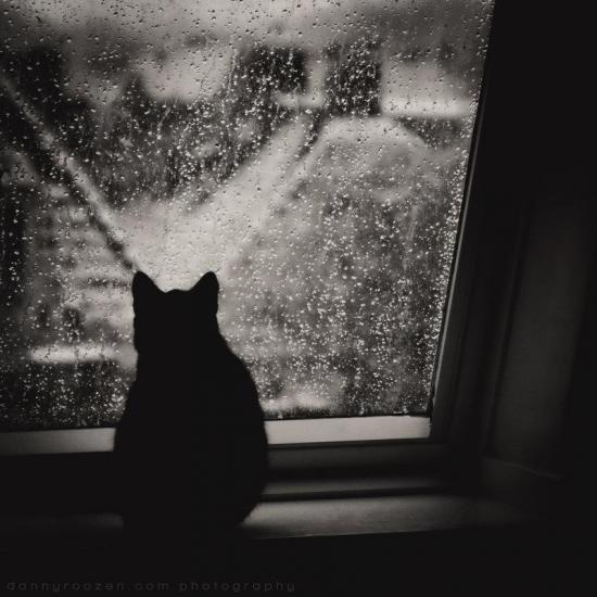 【Rain】雨の動物画像を貼っていく_262143