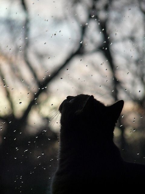 【Rain】雨の動物画像を貼っていく_1048575