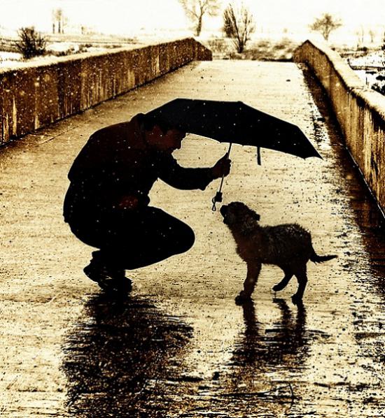 【Rain】雨の動物画像を貼っていく_33554431