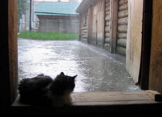 【Rain】雨の動物画像を貼っていく_268435455