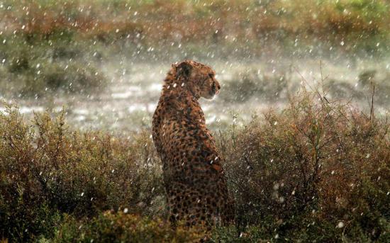 【Rain】雨の動物画像を貼っていく_8589934591