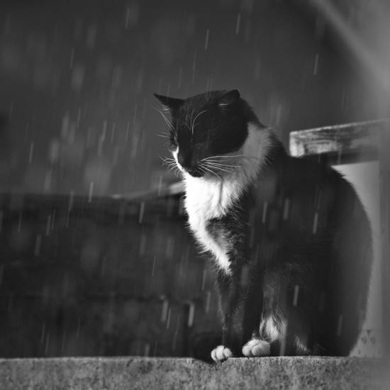 【Rain】雨の動物画像を貼っていく_68719476735