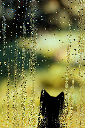 【Rain】雨の動物画像を貼っていく_3.2451855365843E+32