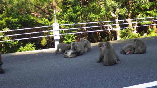 原付で日本一周したんで写真とか貼っていこうと思う_3.7739624248215E+168