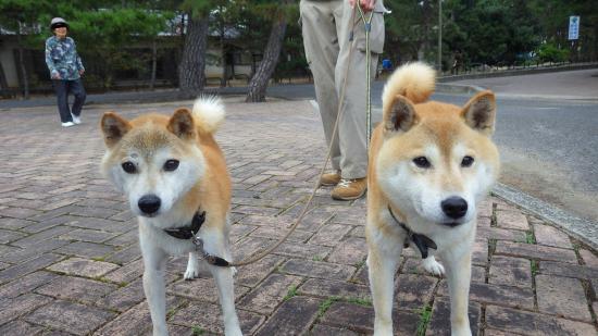 原付で日本一周したんで写真とか貼っていこうと思う_3.9744463162898E+233