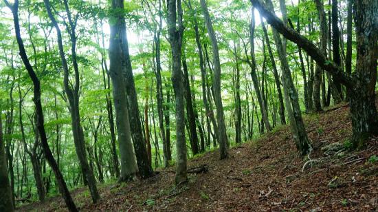 富士山とその周辺に行ってきたのでうpする_1.7422457186352E+41