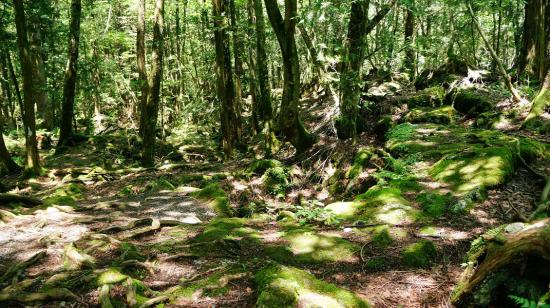 富士山とその周辺に行ってきたのでうpする_8.9202980794122E+43