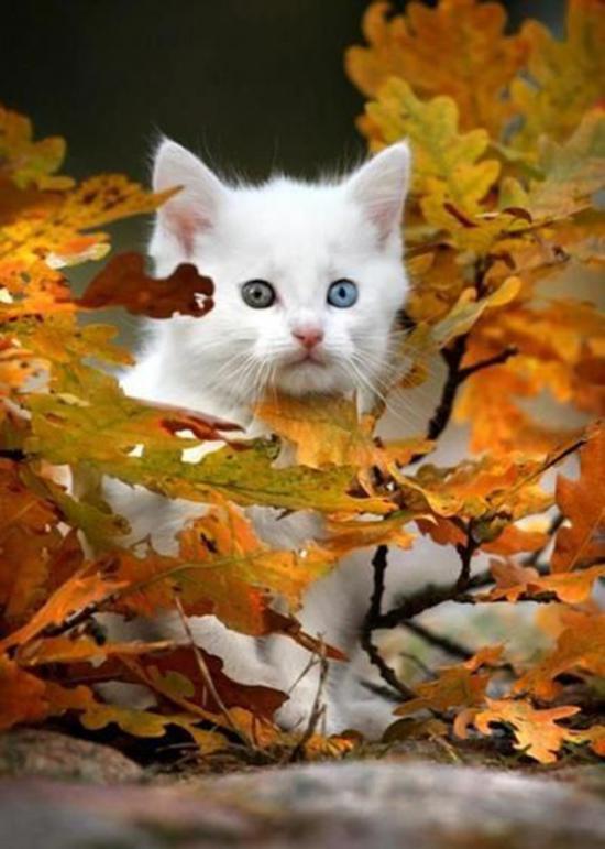 【枯葉】秋の動物画像を貼っていく_2147483647