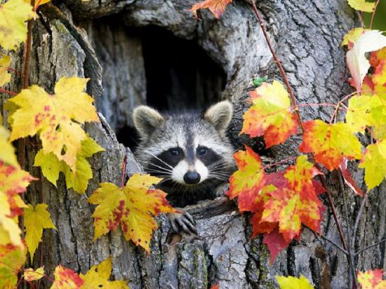【枯葉】秋の動物画像を貼っていく_4611686018427387903