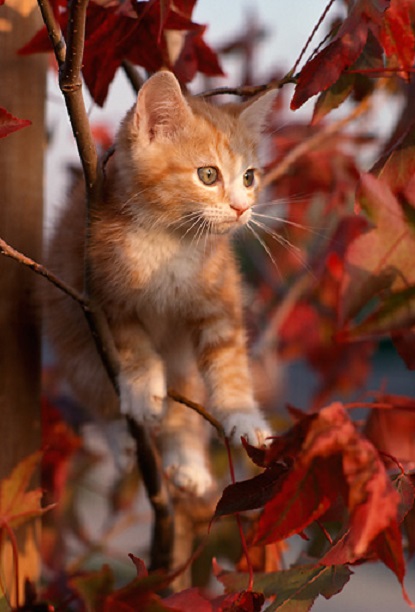 【枯葉】秋の動物画像を貼っていく_2.9514790517935E+20