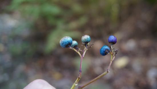 奥京都・芦生の森に行って来たのでうpする_4.0564819207303E+31