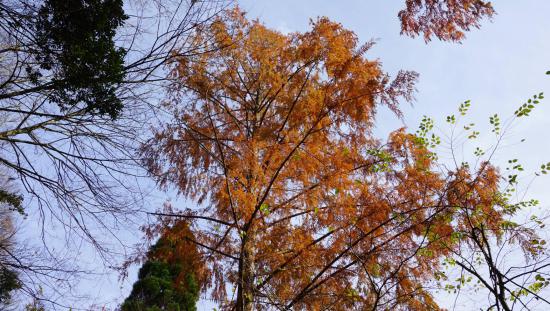 奥京都・芦生の森に行って来たのでうpする_4.1538374868279E+34