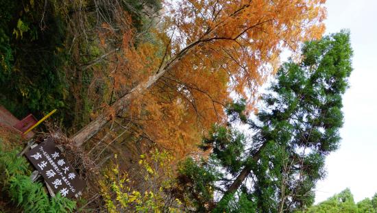 奥京都・芦生の森に行って来たのでうpする_2.1267647932559E+37