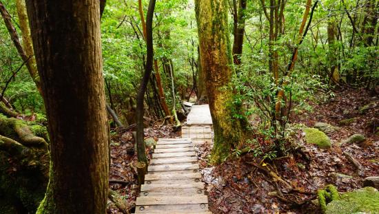 屋久島に行って来たのでうpする_1.2089258196146E+24