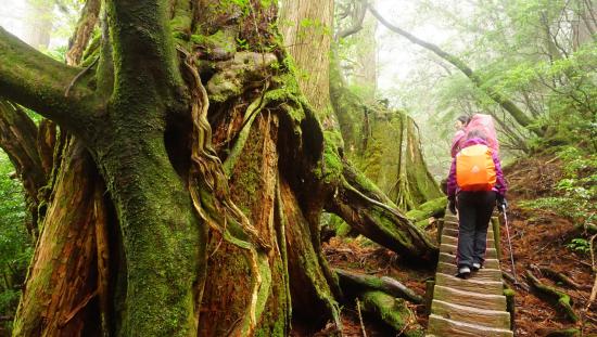 屋久島に行って来たのでうpする_1.5474250491067E+26