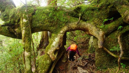 屋久島に行って来たのでうpする_3.0948500982135E+26