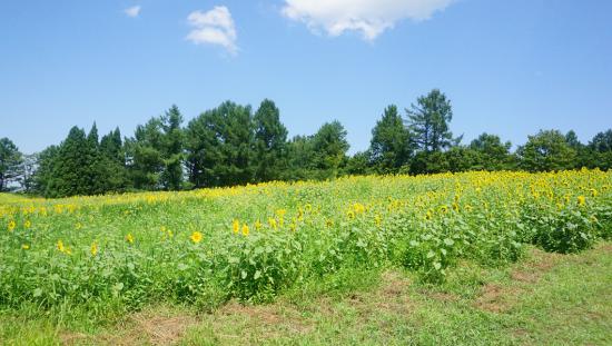 お盆に山形県に行ってきた_5.3919893334301E+67