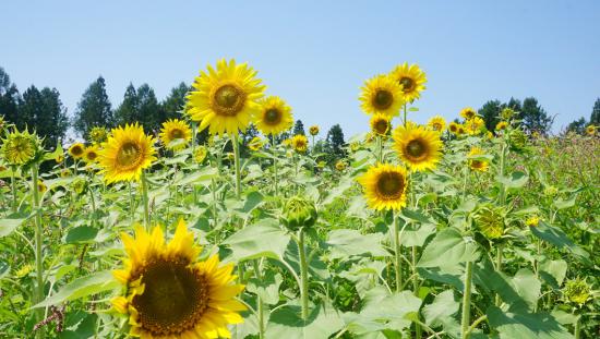 お盆に山形県に行ってきた_1.7254365866976E+69