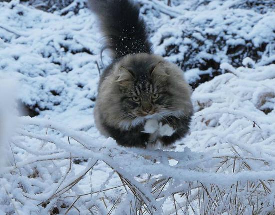 【画像】雪と動物の風景を置いていきます_127