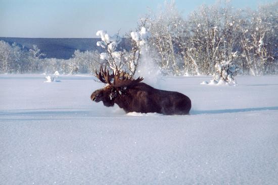 【画像】雪と動物の風景を置いていきます_32767