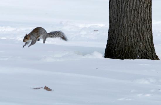 【画像】雪と動物の風景を置いていきます_262143