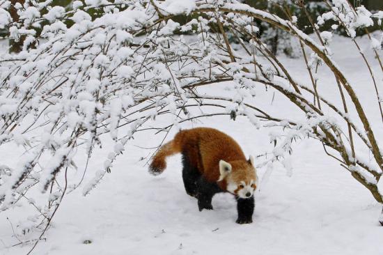 【画像】雪と動物の風景を置いていきます_2097151