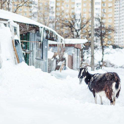 【画像】雪と動物の風景を置いていきます_137438953471