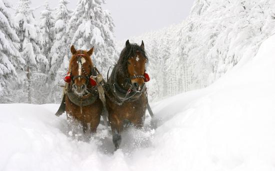 【画像】雪と動物の風景を置いていきます_274877906943