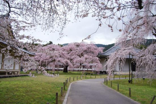 京都旅行して来たんだけど写真貼っても良いですか？_511